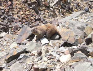 Marmot in Ophir, near Telluride