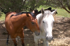 Friends, near Ridgway, Colorado (photo by Mary Topping)