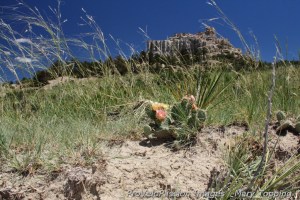 Pulpit Rock Open Space, Colorado Springs