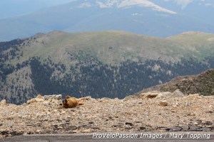 Marmot on the edge of the world at Mount Evans
