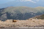 Marmot on the edge of the world at Mount&nbsp;Evans