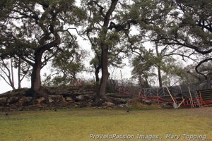 Live oaks near the longer limestone steps on 'cross nationals course